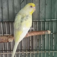 4 YPHL TRỐNG 150K 1 BÉ
