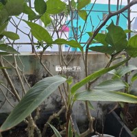 Hoa nhài to. Trồng 5 năm