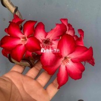 Bonsai Hoa su vǎn nhân đẹp