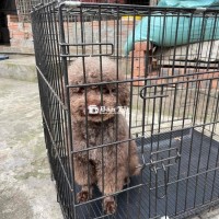 tìm nhà mới cho bé