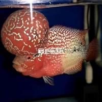 Cá La Hán Đầu Khủng - Màu Đỏ Cam Size 3 Ngón Tay