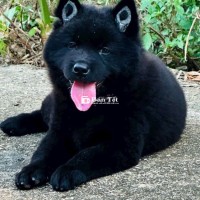 Chó Đực Cái Đen Tuyền Có DFU - Tìm Bố Mẹ Yêu Thương  