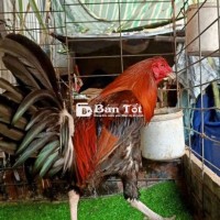 Bán gà mỹ hách F1 có líp số