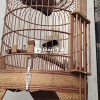 Cả Bộ Chim Lồng