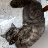 cần bán mèo gấp