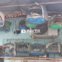 Chim cu gáy xả ngày cnhât