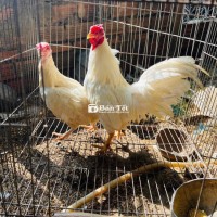 Bán Cặp Gà Tre Bắc 1 Năm Tuổi, Nặng 5-6 Lạng
