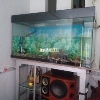 Cá  và  hồ. Full phụ kiện và cá đầy đủ