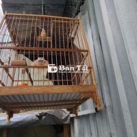 Dư Lồng Chim Chắc Chắn, Cứng Cáp - Mới 90%  