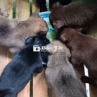Nhà có mấy bé nhỏ ai yêu rước e về