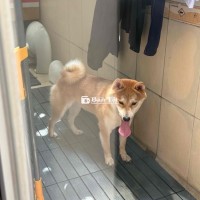 Cần Tìm Người Nhận Nuôi Shiba Inu 1 Tuổi  