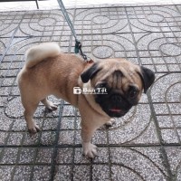 Không có thời gian chăm cần chia lại chú chó Pug