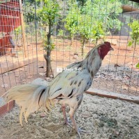 Gà trạng 3kg5