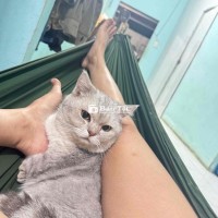 Mèo munchkin xám chân ngắn, thuần chủng 3 tuổi