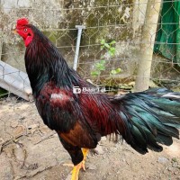 Điều chân vàng 8 móng đen, 2kg9 ức ó, đuôi lao
