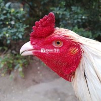 Gà nồi 3,1kg tay tốt