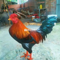 Đều 3.kg