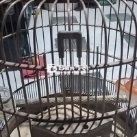Lòng khướu mi...
