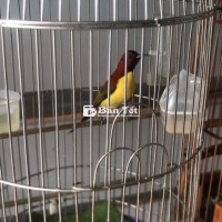 bộ hút mật đà lạt bụng vàng
