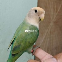 Chim Ngoan Hiền Tự Ăn Uống, Hót Hay, Lên Tay Dễ Chơi - TP.HCM  