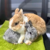 Đôi thỏ lùn size ss