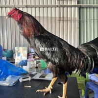 que cổ đỏ