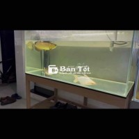 cá mập short