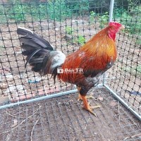 Hàng supper cho ae chơi lễ