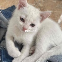 Mèo lai anh lông dài 3 tháng tuổi