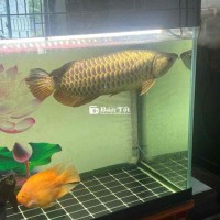 Cá Rồng Kim Long & Cá Rồng Bối Size 55-57