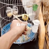yến hót đang căng đá tay