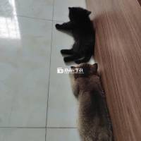 Bán mèo Ny25 và mèo mẹ Mun