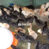 Gà Ta 2 Tuần Tuổi - Ăn Uống Khỏe, Vào Đàn Tốt  