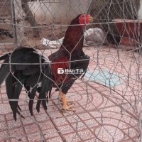 Thái Mỹ 2k6 - Gà Tơ Múp Mớp, Lông Mới, Tay Tốt, Cán Đẹp  