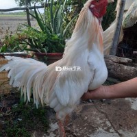 Gà Bao Zin - Gà Cự Mạnh, Bao Đá Lõi, 2k9 Bầu Diều  