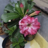 Sứ hạt lai cánh kép
