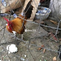 trống tre khét chân trắng zin