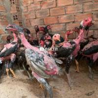 Gà chọi tơ cân kg /