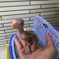 em bé vẹt tập pay