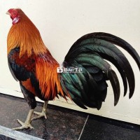Gà Tre Zin 1kg2 - 350k, Hàng Nhà Cản Chuẩn, Không Lỗi