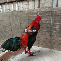 Gà Mới 3K4 Chân Đẹp, Lông Mới Siêu Mỹ  
