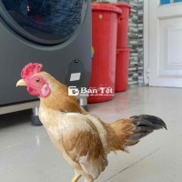 bán 1 trống tre bắc cộc , size mini . 7 tháng
