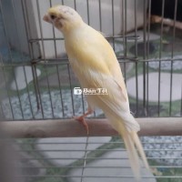 Yến trống tơ