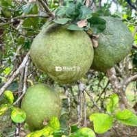 Đất vườn diên thọ diên khánh gần tỉnh lộ 2 có sẵn bưởi trên đất 900tr