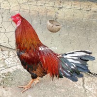 Vàng 2k750 - Gà Chọi Vảy Rồng Cực Đẹp
