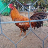 Khét sil mỹ cho ae về nhanh chơi
