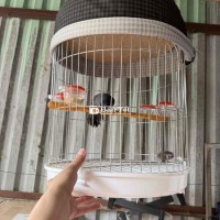 Chim Khướu Mun Thuần Xách Lồng - Chủ Cũ Đã Bung Cánh  