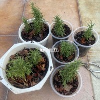 6 Chậu Hương Thảo Đẹp, Giá Rẻ