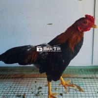 Tre bắc tơ 5 lạng  250k