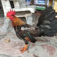 Gà tre 1kg2